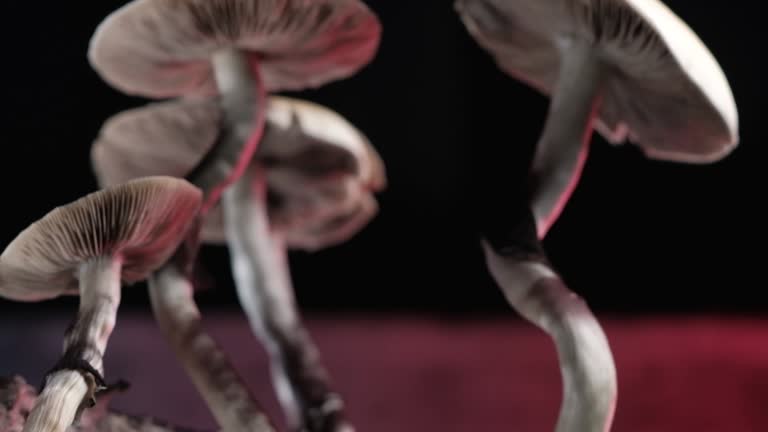 440+ Psychedelic Mushrooms Stock Videos and Royalty-Free Footage - iStock |  Magic mushrooms, Lsd, Psilocybin